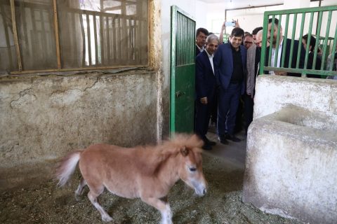 بازدید وزیر ورزش و جوانان از مجموعه سوارکاری نوروز آباد